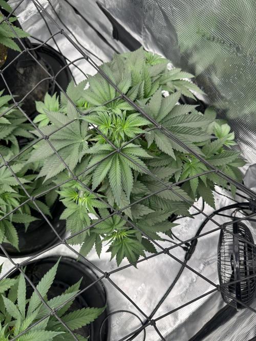 Spring 2026 Grow. Week 5