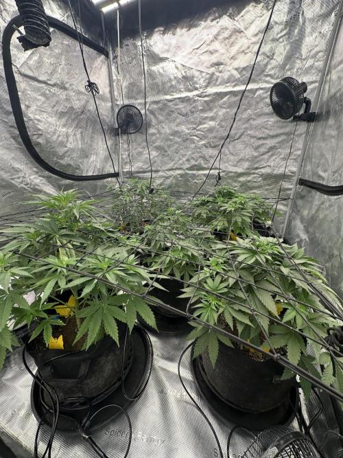 Spring 2026 Grow. Week 5