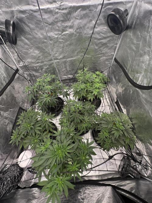 Spring 2026 Grow. Week 5