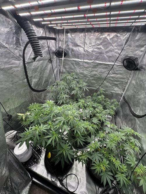 Spring 2026 Grow. Week 8 - 4/26