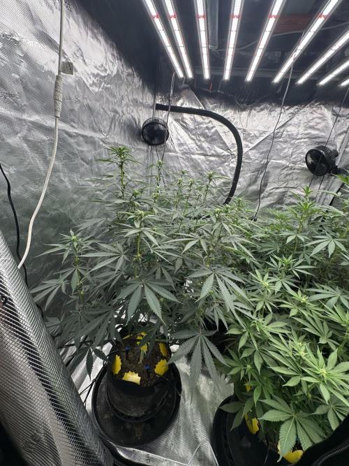 Spring 2026 Grow. Week 9