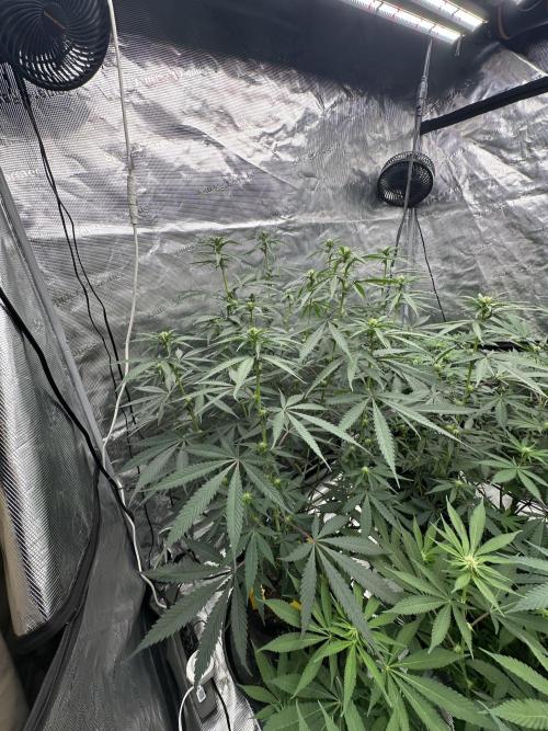Spring 2026 Grow. Week 9