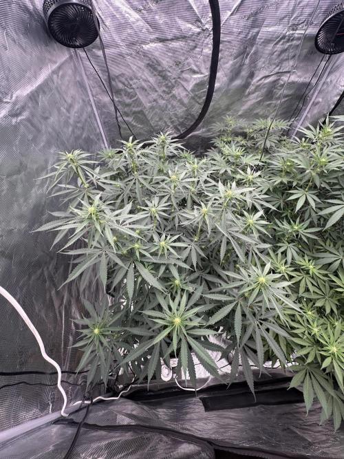 Spring 2026 Grow. Week 9