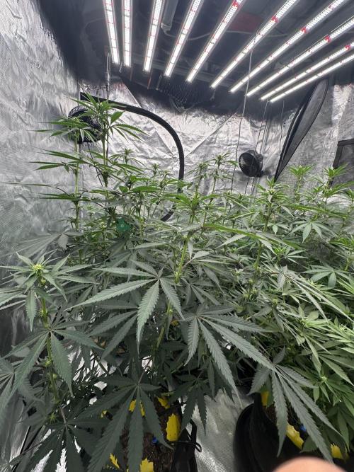 Spring 2026 Grow. Week 9