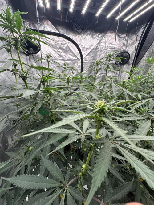 Spring 2026 Grow. Week 9