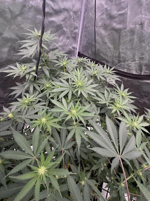Spring 2026 Grow. Week 9
