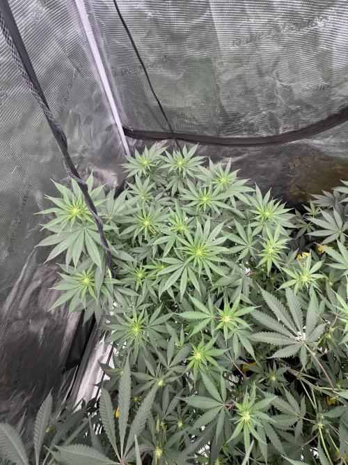 Spring 2026 Grow. Week 9