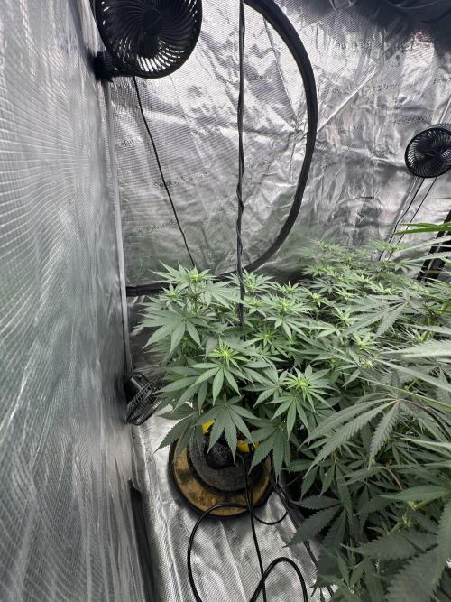 Spring 2026 Grow. Week 9