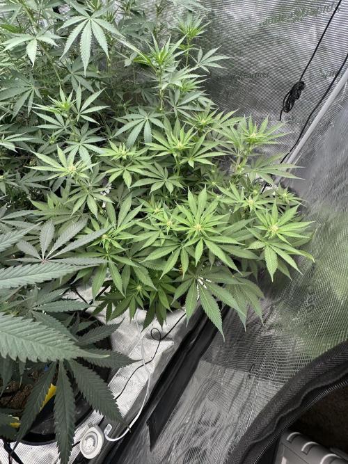 Spring 2026 Grow. Week 9