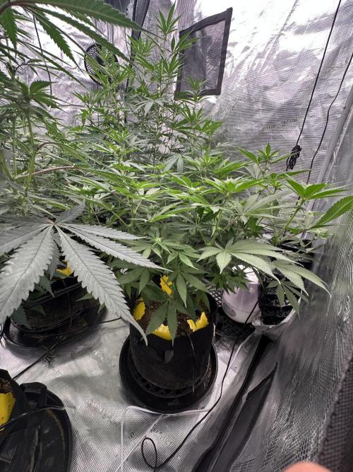 Spring 2026 Grow. Week 9