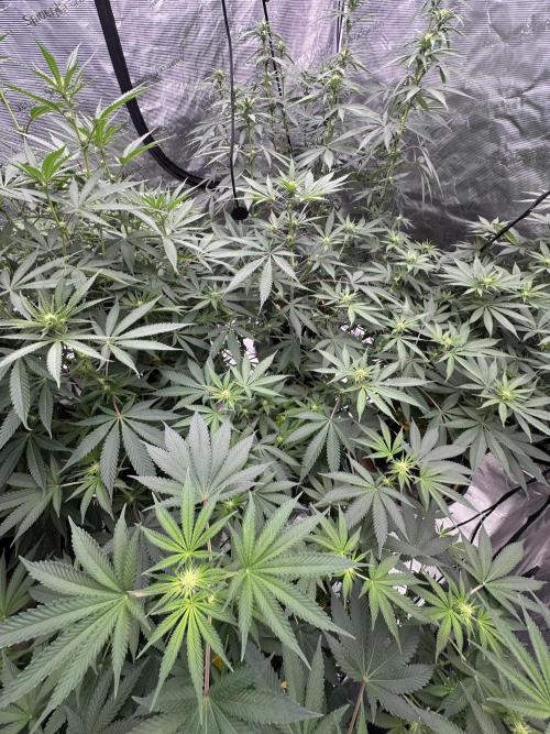 Spring 2026 Grow. Week 9