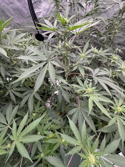 Spring 2026 Grow. Week 9