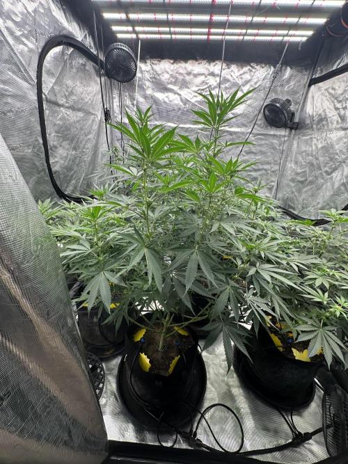 Spring 2026 Grow. Week 9