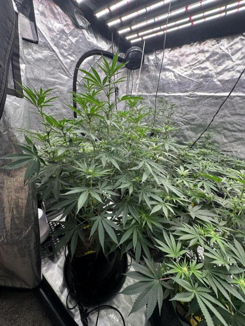 Spring 2026 Grow. Week 9
