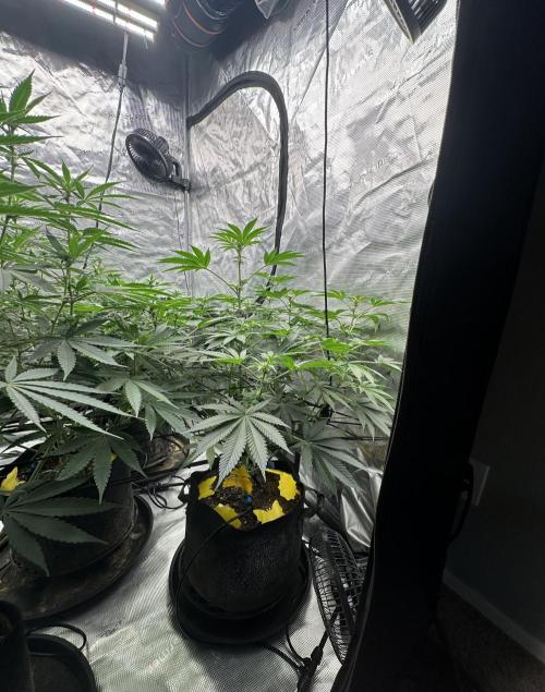 Spring 2026 Grow. Week 9