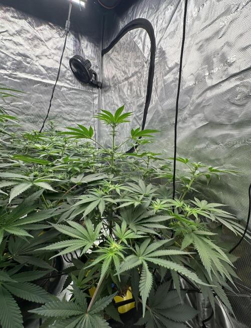 Spring 2026 Grow. Week 9
