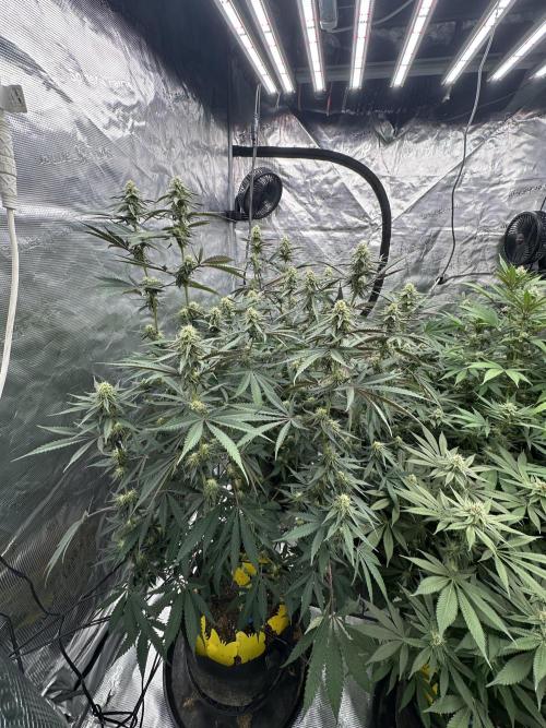 Spring 2026 Grow. Week 11