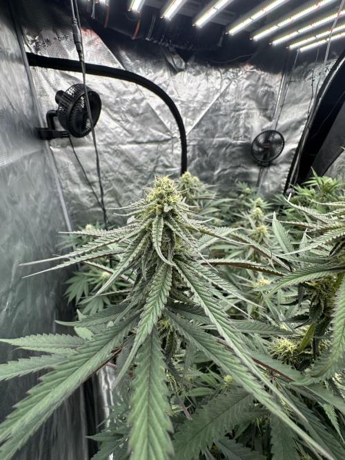 Spring 2026 Grow. Week 11