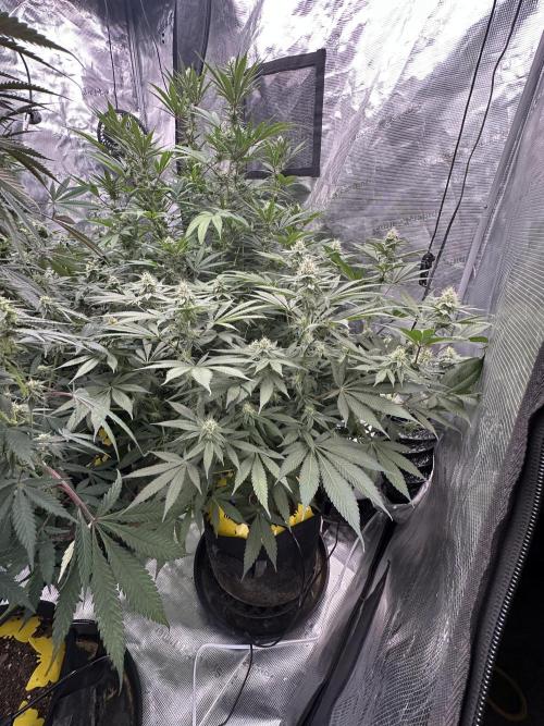Spring 2026 Grow. Week 11