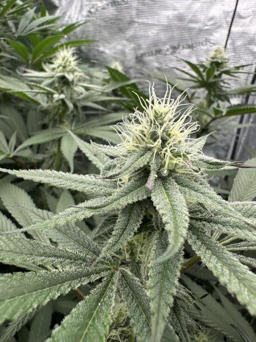 Spring 2026 Grow. Week 11