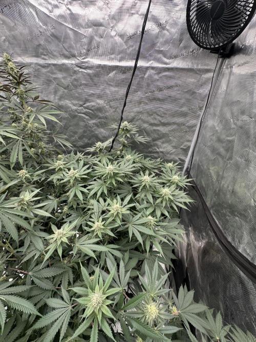 Spring 2026 Grow. Week 11