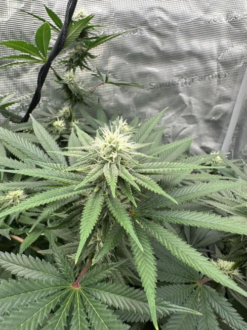 Spring 2026 Grow. Week 11