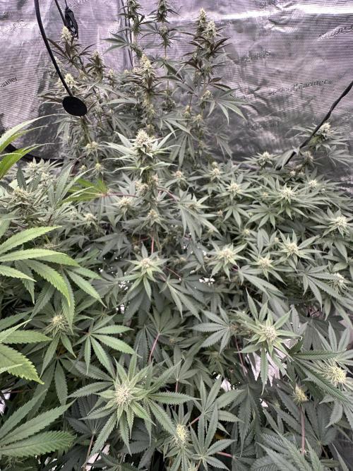 Spring 2026 Grow. Week 11