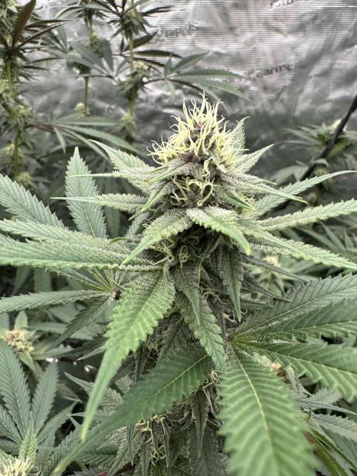 Spring 2026 Grow. Week 11