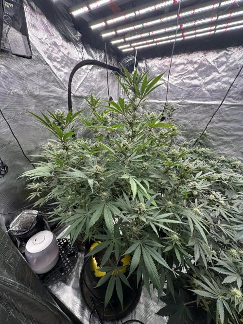 Spring 2026 Grow. Week 11