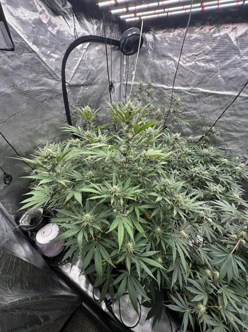 Spring 2026 Grow. Week 11