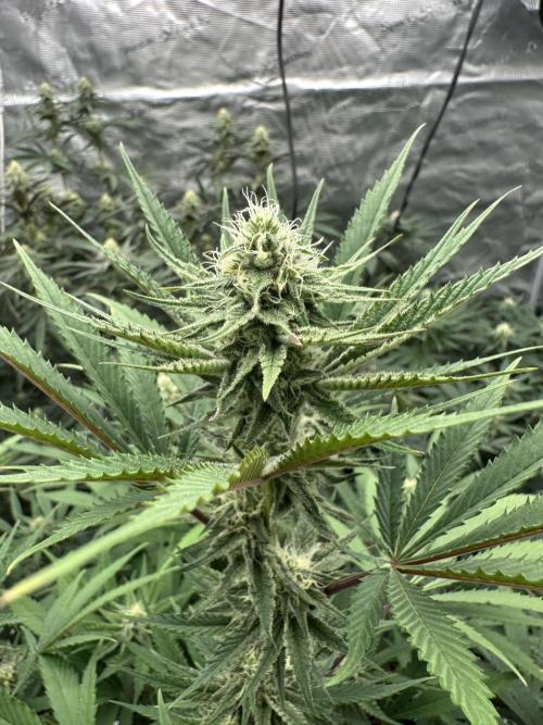Spring 2026 Grow. Week 11