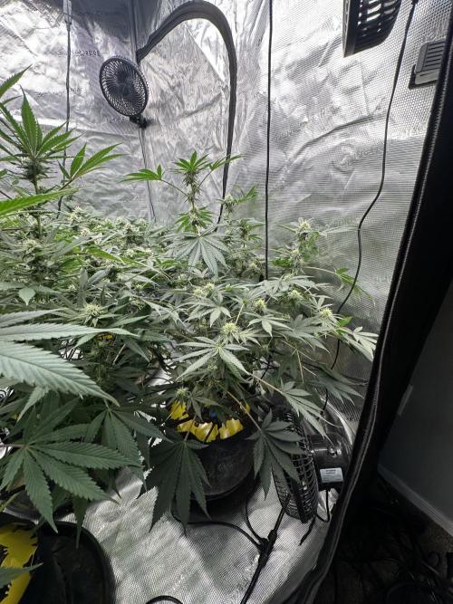 Spring 2026 Grow. Week 11