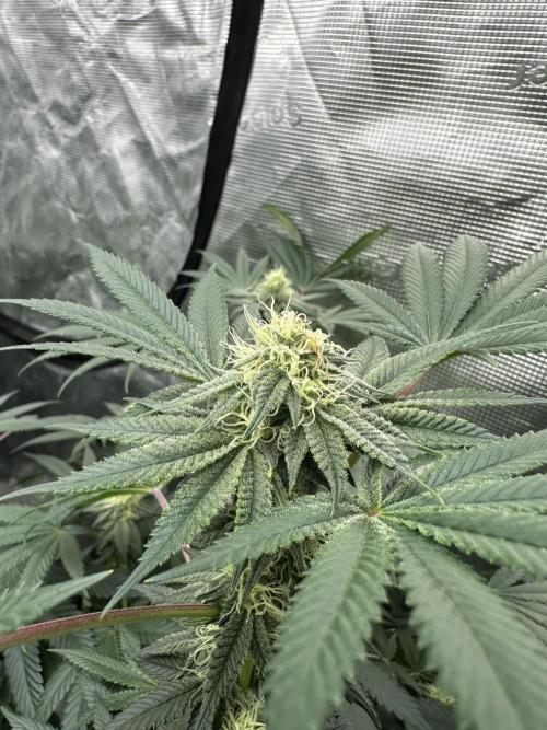 Spring 2026 Grow. Week 11