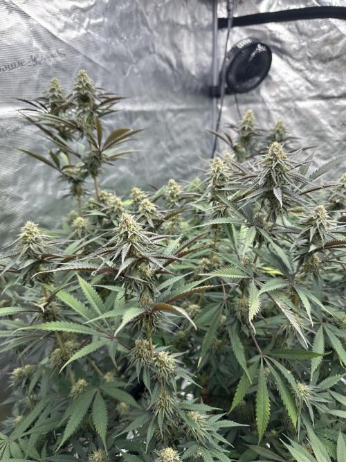 Spring 2026 Grow. Week 14