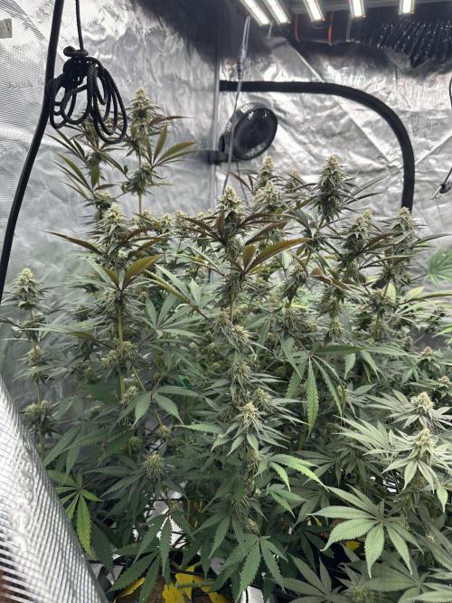 Spring 2026 Grow. Week 14