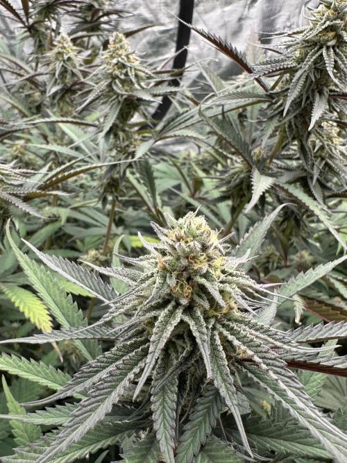 Spring 2026 Grow. Week 14