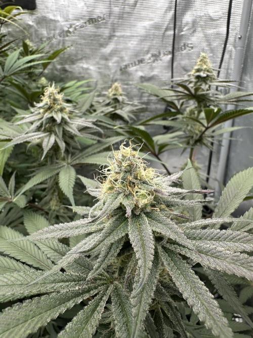 Spring 2026 Grow. Week 14