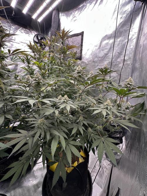 Spring 2026 Grow. Week 14