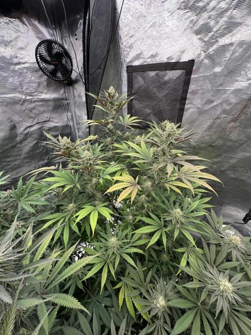 Spring 2026 Grow. Week 14