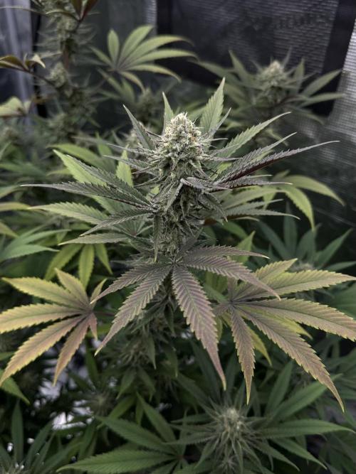 Spring 2026 Grow. Week 14