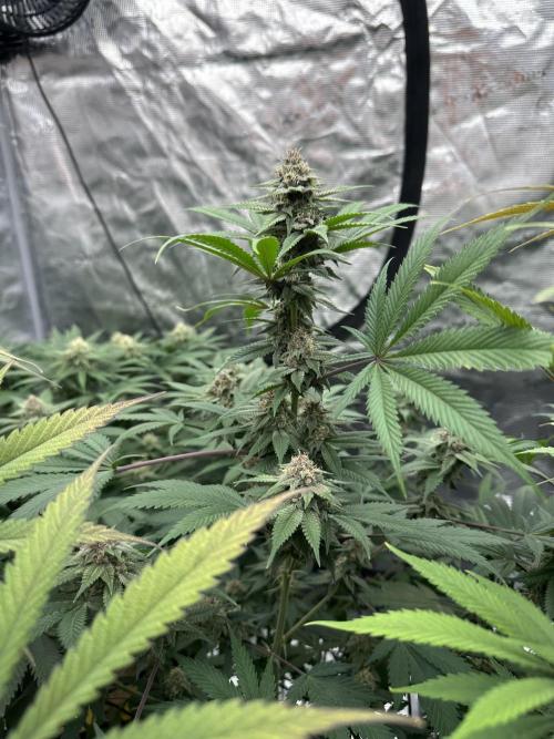 Spring 2026 Grow. Week 14