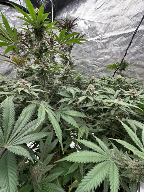 Spring 2026 Grow. Week 14