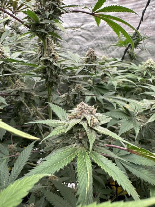 Spring 2026 Grow. Week 14
