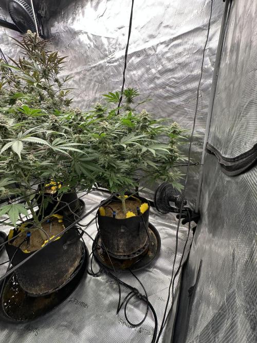 Spring 2026 Grow. Week 14