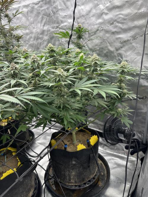 Spring 2026 Grow. Week 14