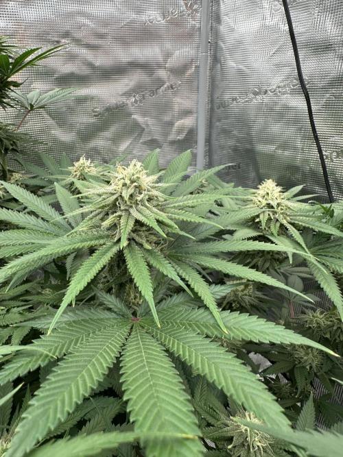 Spring 2026 Grow. Week 14
