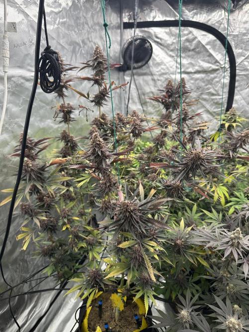 Spring 2026 Grow. Week 15