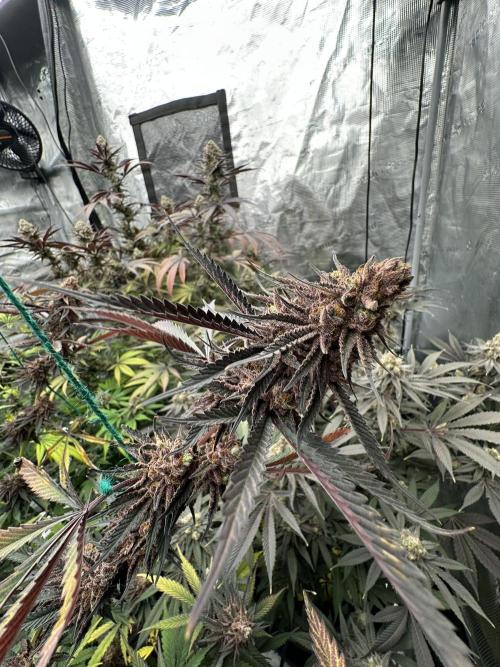 Spring 2026 Grow. Week 15
