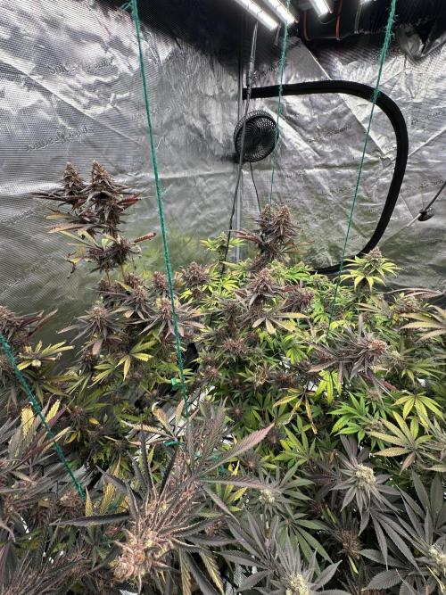 Spring 2026 Grow. Week 15