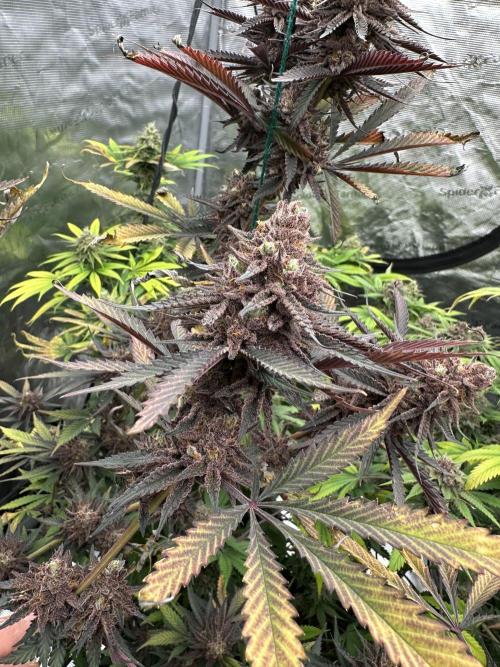 Spring 2026 Grow. Week 15